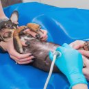 부산 리브동물의료센터 이미지