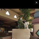 내친구고양이 이미지