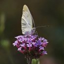 노랑나비 이미지