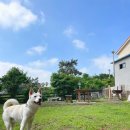 똘내미집 이미지