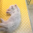 부산고양이분양 퍼스트캣 부산점 이미지