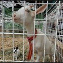 정일목장 이미지