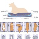 [아이디어상품] 소중한 반려동물에게 편안한 하루를 선물하세요! 젠틀리머 펫베드 이미지