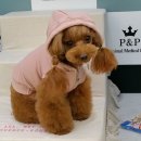 P&P동물병원 네이버블로그
