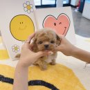 퍼피블랑 이미지