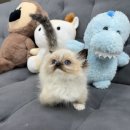 미유펫 강아지고양이 수원점 | 독스캣 강아지입양 고양이분양 수원점 방문 후기, 수원고양이분양 둘째입양기