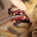 금천24시 K동물의료센터 이미지