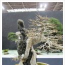 분재전시회 이미지