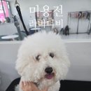 퍼피 베어(PUPPY-BEAR) | 비숑 미용 컷 종류와 위생 목욕 관리법 총정리! (안산 러비더비 애견미용실 추천)