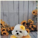 펫러버 그루밍 이미지