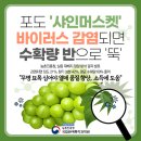 샤인바이러스
