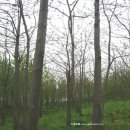 우화 목장 | 오동나무 상세 정보