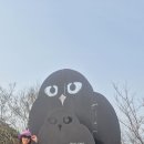 까멜리아 이미지