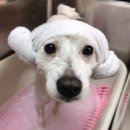 단짝 펫살롱 이미지