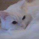 라라쉼터 이미지