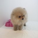 바우스토리 이미지