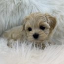 도그마루 강아지 고양이 울산점 이미지