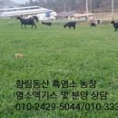 동산흑염소 이미지