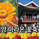 계양 아라온 가을꽃 축제 이미지