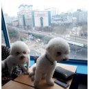 커멍 이미지