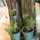 노니카페 이미지