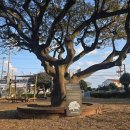 두그루나무 이미지