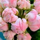 머스마막창 이미지