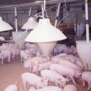 봉양목장 이미지