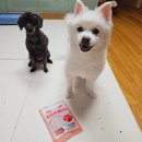 코코독(cocodog) 이미지