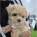 버디독 강아지분양 안심분양센터 김포점 이미지