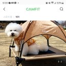 알래즈 이미지