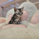 김해 해피몽 김해강아지분양 고양이분양 이미지