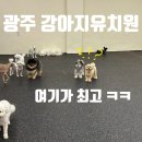 멈무는하루 | 광주 북구 강아지 유치원 여기가 최고 !! 멈무유치원