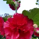 로벨리아 이미지