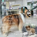 24일산우리동물병원 | 과잉진료X 설명도 자세한, 24시 헬릭스동물병원 일산점 건강검진후기