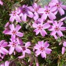 패랭이공원 이미지