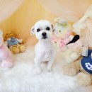 개아나유 이미지