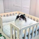 노리댕댕 이미지