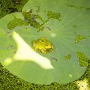 금와습지 생태공원 이미지