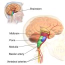 이상심리학 이미지