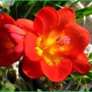 프리지아(FREESIA)