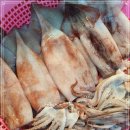 9월 16일(금) 목포는항구다 생선카페 판매생선[ "세일" 생물오징어 / 민어(숫치), (건조생선)박대, 머리절단조기, 병어,민어 ] 이미지