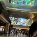 탕탕(TANG TANG) 이미지