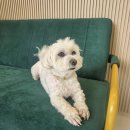 아이파크 애견미용실 이미지