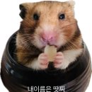 하나펜션 | [ 보령시 신흑동 ] 대천 별하나 펜션 찐 후기