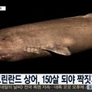 그린란드 상어, 150살 되야 짝짓기 가능 이미지