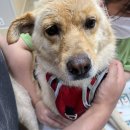 이리온 동물메디컬센터 이미지