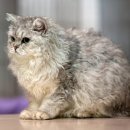 몽글몽글 이미지