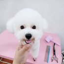 쁘띠댕 이미지