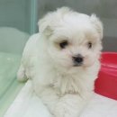 코디애견샵 이미지